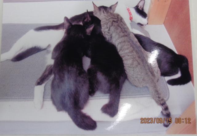 個人間譲渡猫の写真2