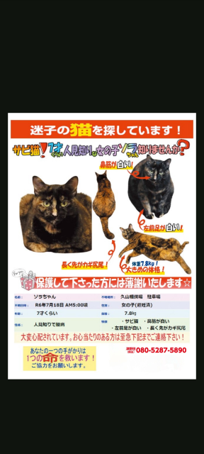 迷子猫No.1865の写真