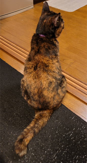 迷子猫の写真2