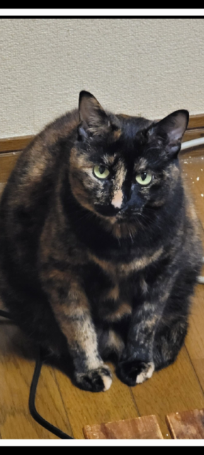 迷子猫の写真3