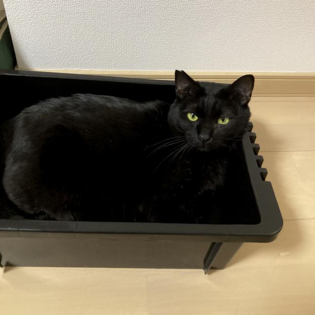 迷子猫No.2115の写真