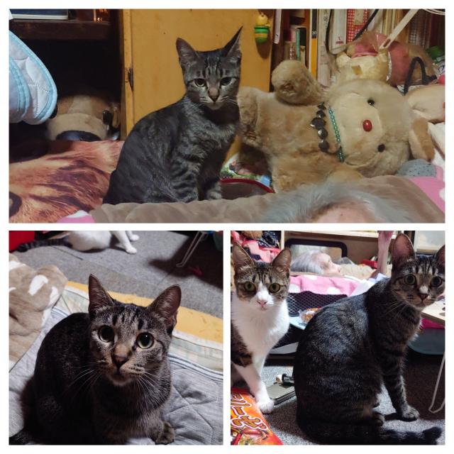 迷子猫の写真3