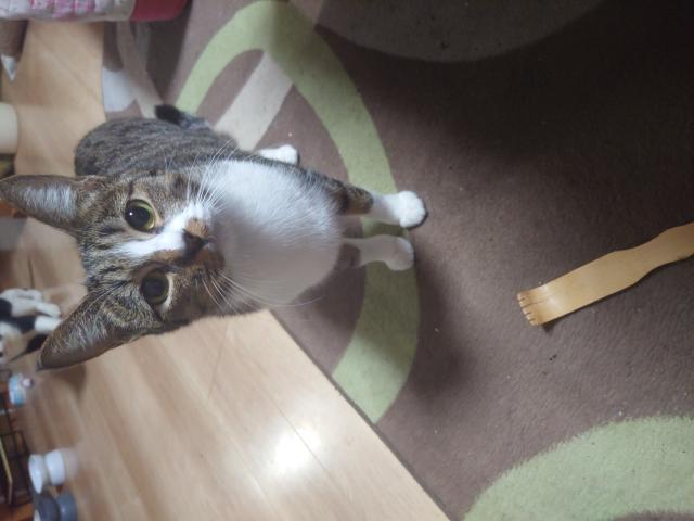 迷子猫No.1842の写真
