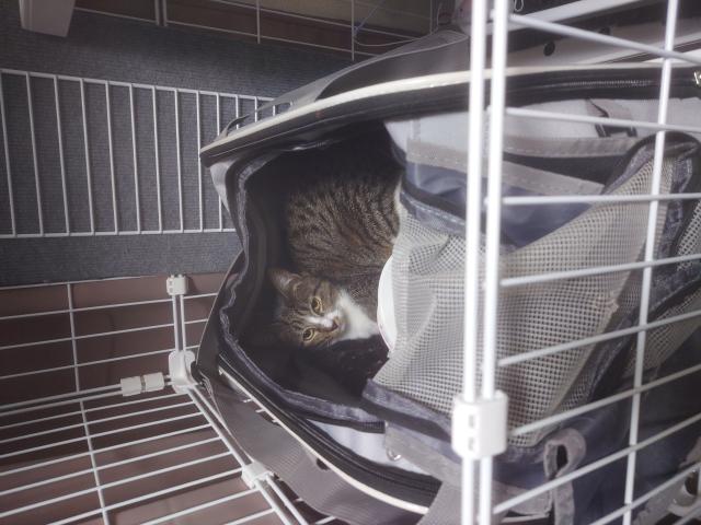 迷子猫の写真2