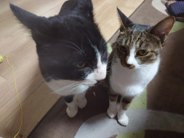迷子猫の写真3