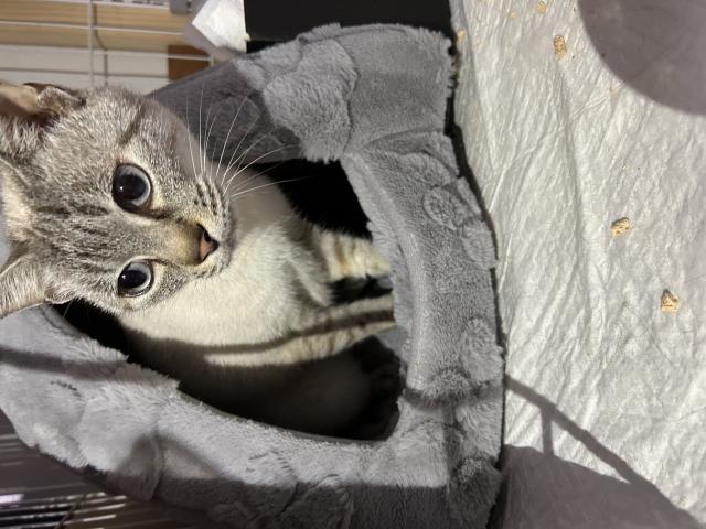 保護猫No.0401の写真