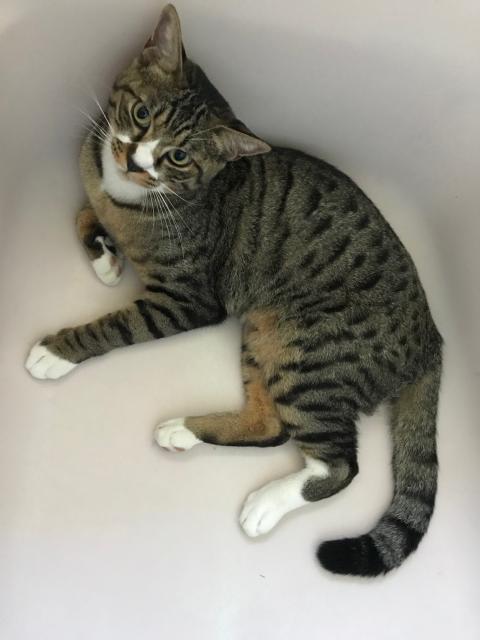 迷子猫の写真2