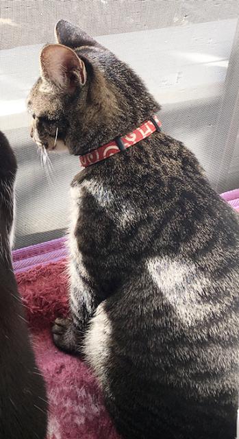 迷子猫の写真2