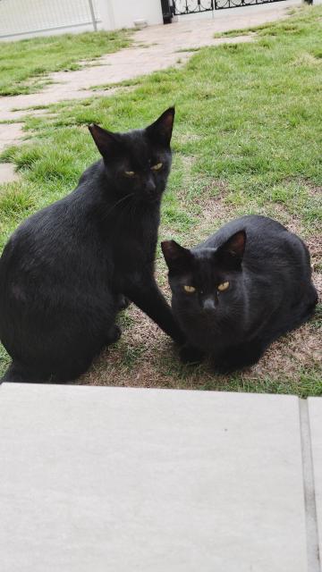 迷子猫の写真1
