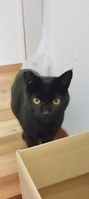 迷子猫の写真2