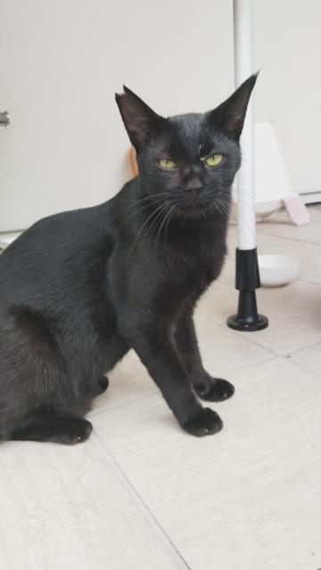 迷子猫の写真3