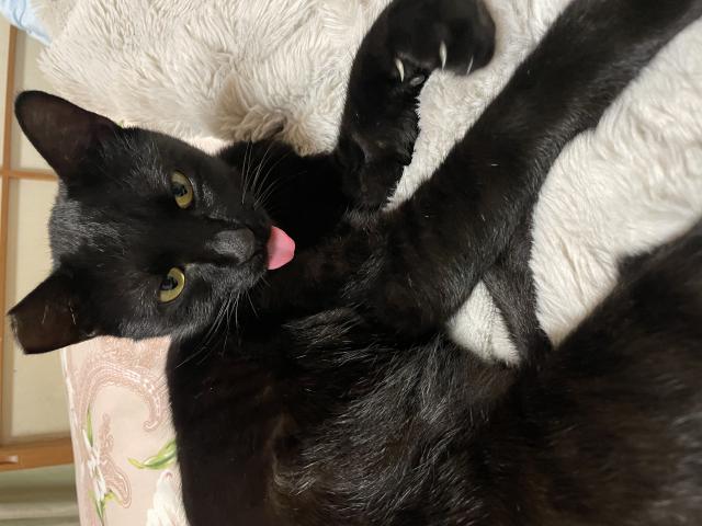 迷子猫No.2008の写真