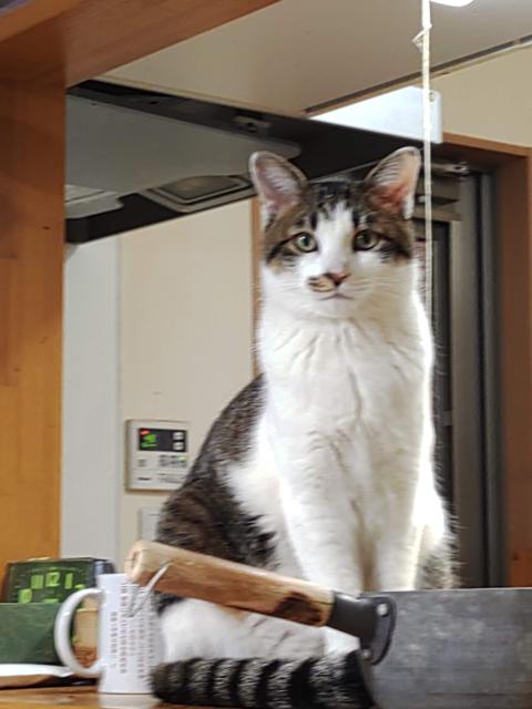 迷子猫の写真1