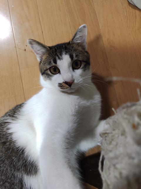 迷子猫の写真2