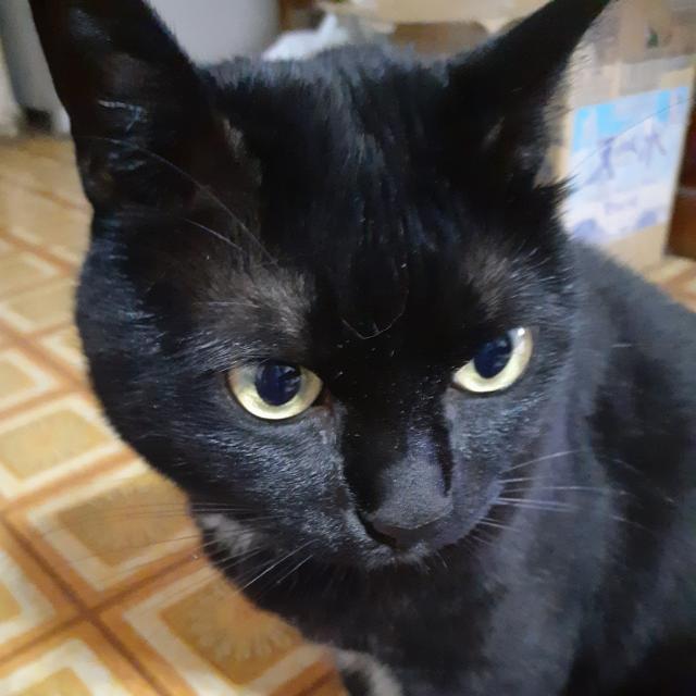 迷子猫の写真1