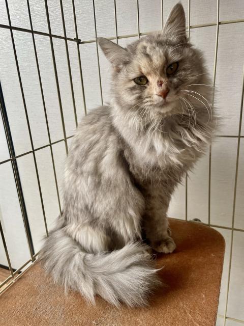 保護猫No.0406の写真