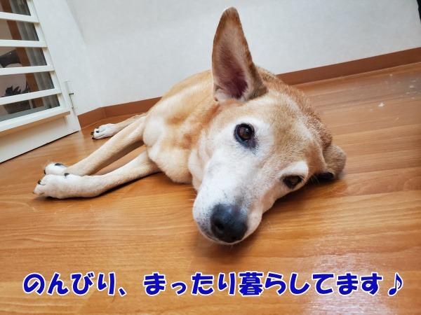 犬