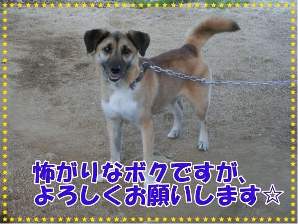 アルコの画像4